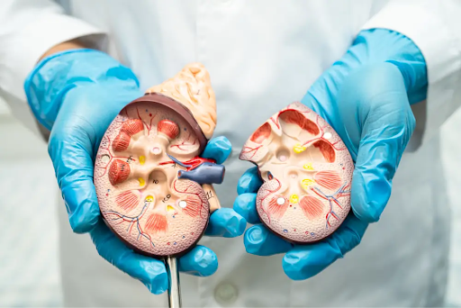 What Can You Do to Protect Your Kidneys? Understanding Chronic Kidney Disease Treatment in Germantown, MD